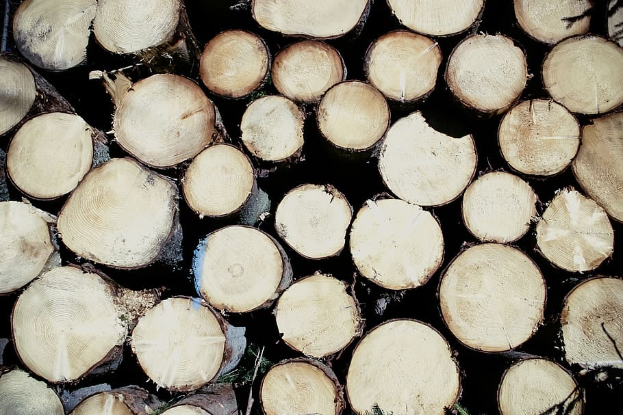 brown wooden tree trunk, spar, cut down, log, energy, commodity HD wallpaper