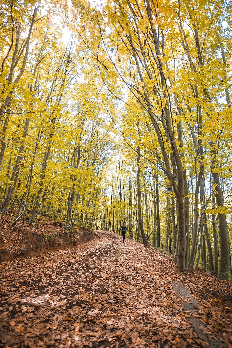 person walking surrounded by trees, nature, alone, autumn, yellow HD wallpaper
