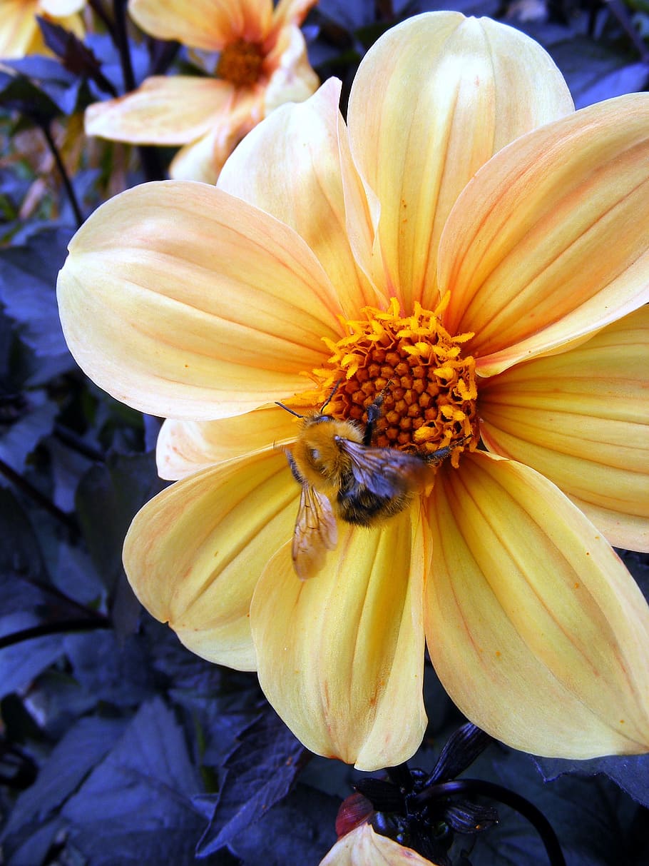 flower, yellow, bee, blossom, orange, leaves, closeup, macro HD wallpaper