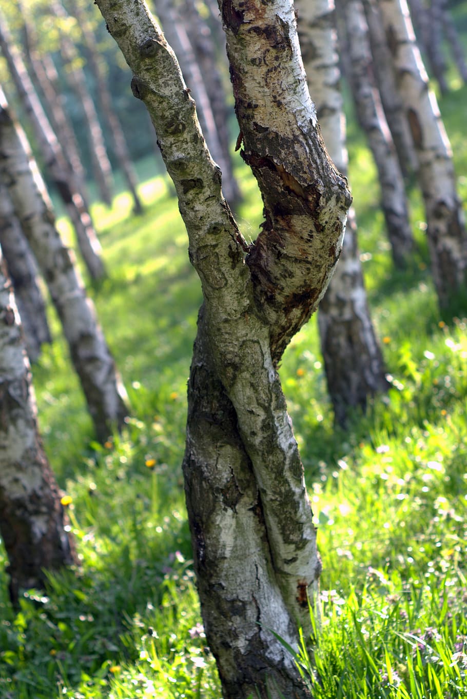 birch, intertwined, tree, forest, park, landscape, nature, view HD wallpaper