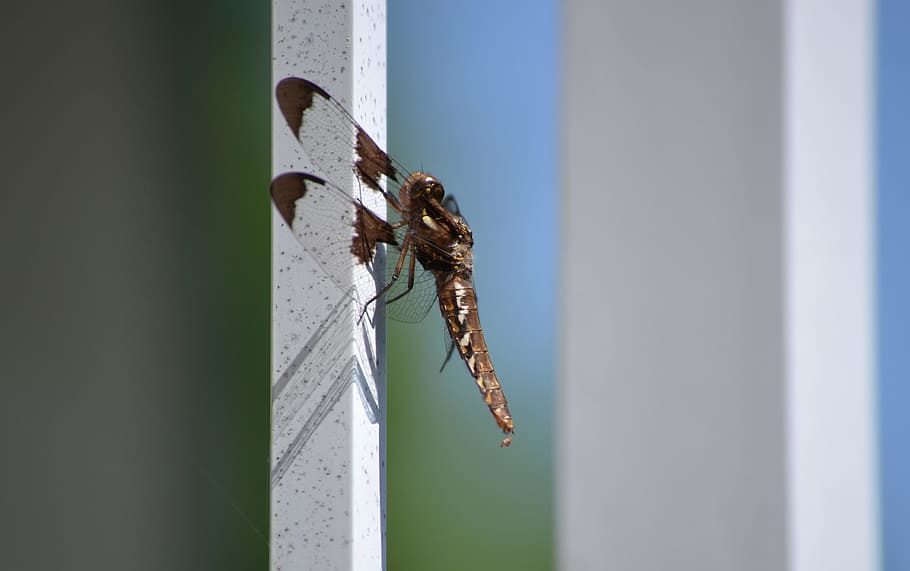 insect, dragonfly, nature, summer, flying, invertebrate, animal themes HD wallpaper