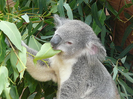 Liofilizada TREK'N EAT Huevos - Deportes Koala