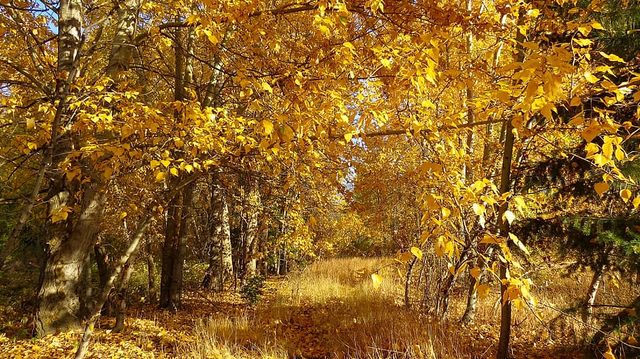 Yellow Trees at Day Time, branches, bright, daylight, environment HD wallpaper