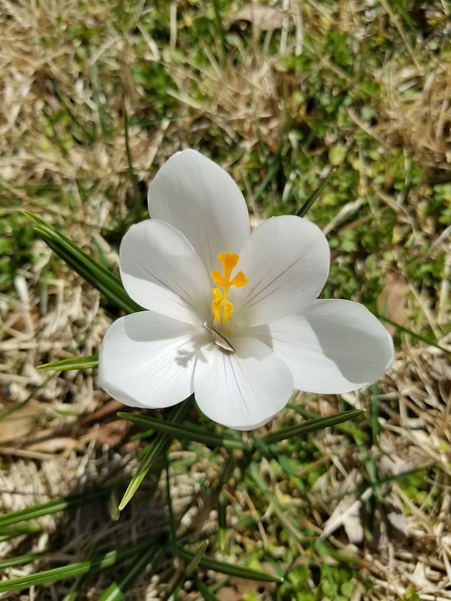 white, flower, crocus, spring, bloom, plant, nature, blossom HD wallpaper