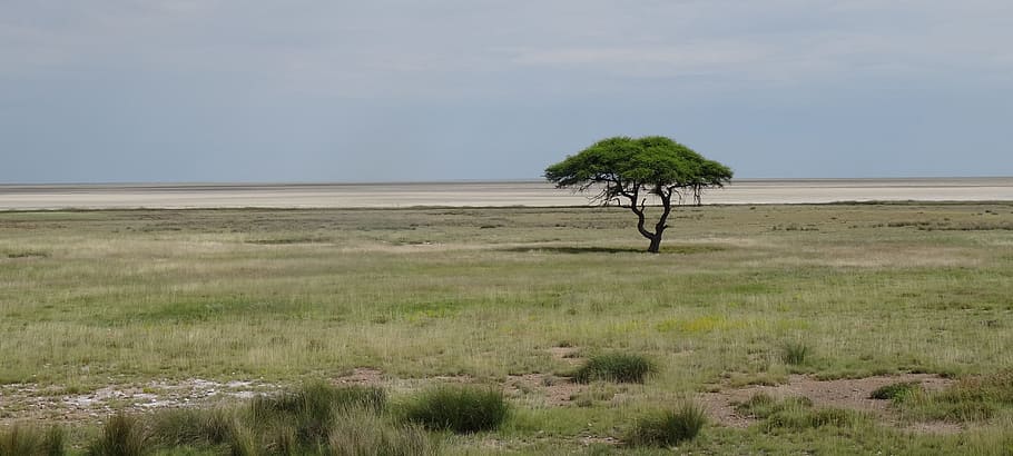 Namibia, Etosha, Tree, Landscape, Desert, lone tree, field HD wallpaper