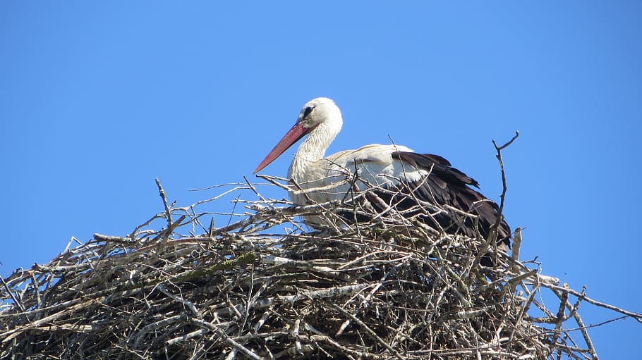 stork, bird, adebar, bill, animal, nest, hatching, animal nest HD wallpaper