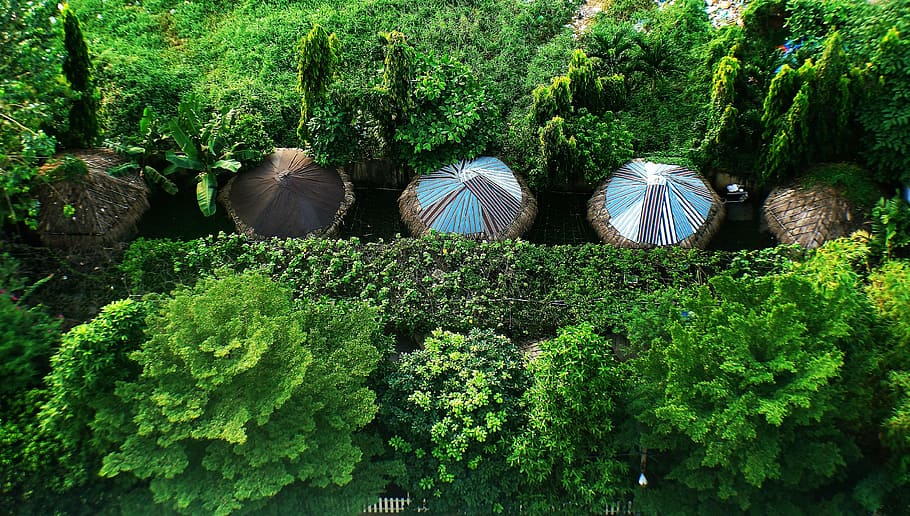 tree, green, green tree, structure, plant, green color, growth HD wallpaper