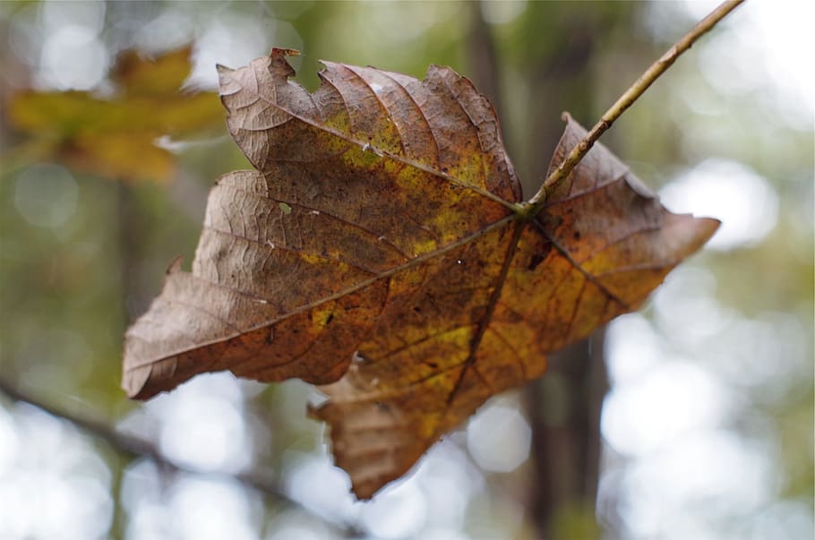 falling leaf, autumn, nature, season, orange, tree, maple, seasonal HD wallpaper