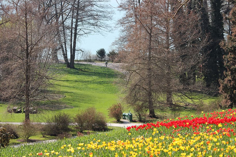 Spring, Trees, Yellow, Red, Park, bud, landscape, green, sky HD wallpaper