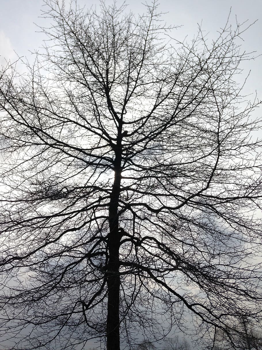 tree, black, white, nature, wood, natural, branch, bare Tree HD wallpaper