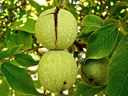 round green fruits hanged on tree, nuts, walnut, vegetable HD wallpaper