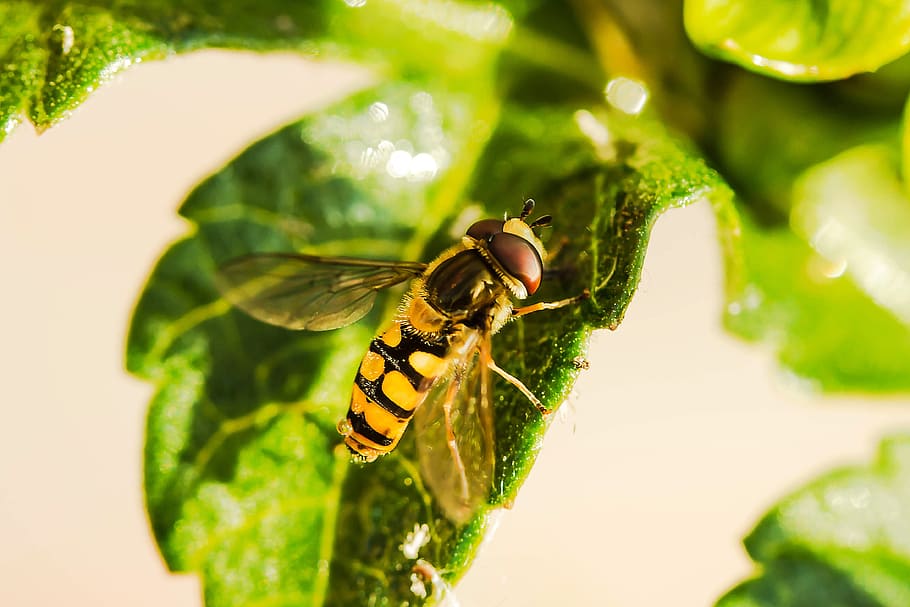 yellow and black bee on green leaf, hover fly, insect, animal HD wallpaper
