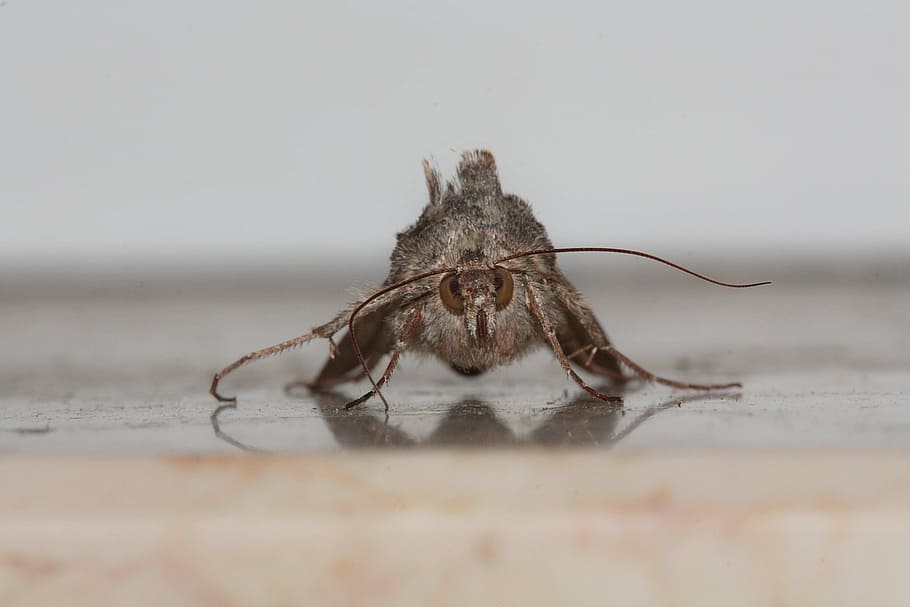motte, eyes, wing, probe, insect, macro, furry, hairy, moth HD wallpaper