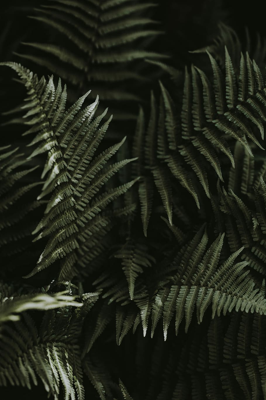 closeup photo of green fern plants, closeup of green ferns, leaf HD wallpaper