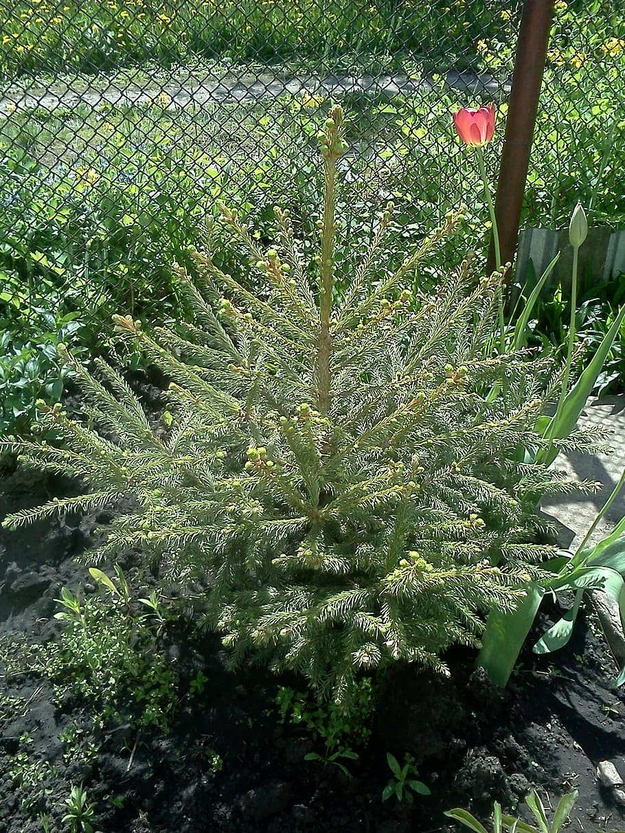 christmas tree, small, plant, growth, green color, nature, day HD wallpaper