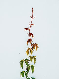 green and brown cannabis plant, green and red vine with leaves HD wallpaper