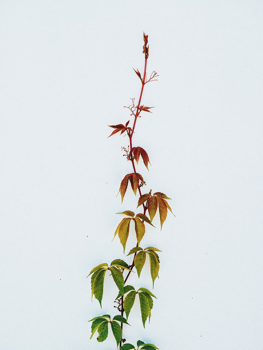 green and brown cannabis plant, green and red vine with leaves HD wallpaper