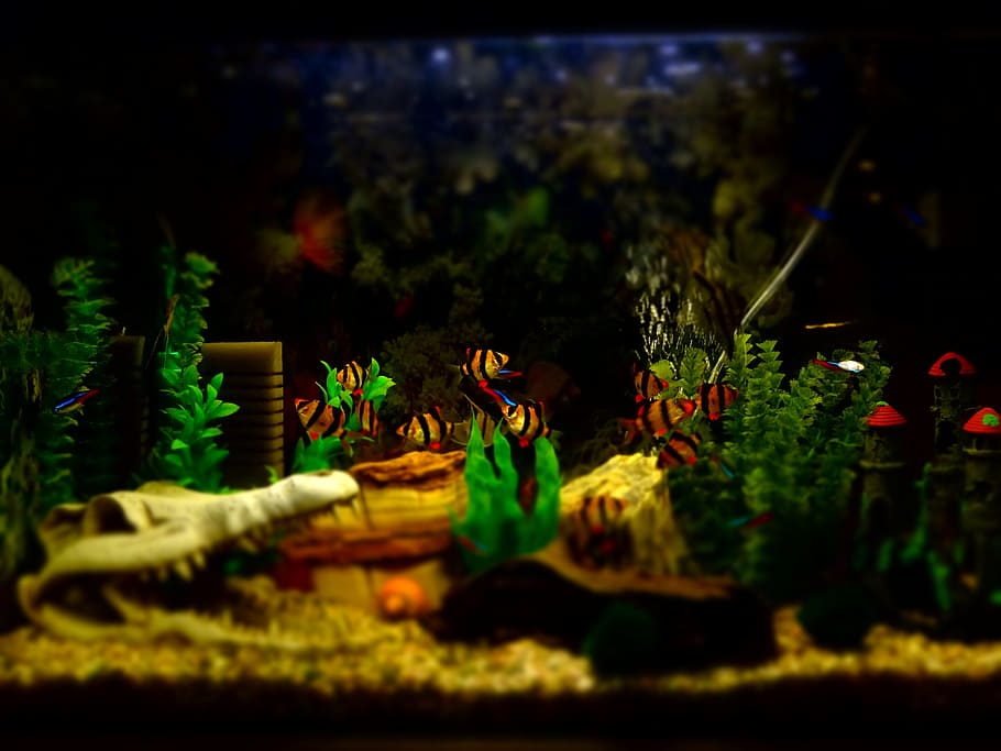 aquarium, fish, ornamental, fishing, fisherman, decoration, HD wallpaper
