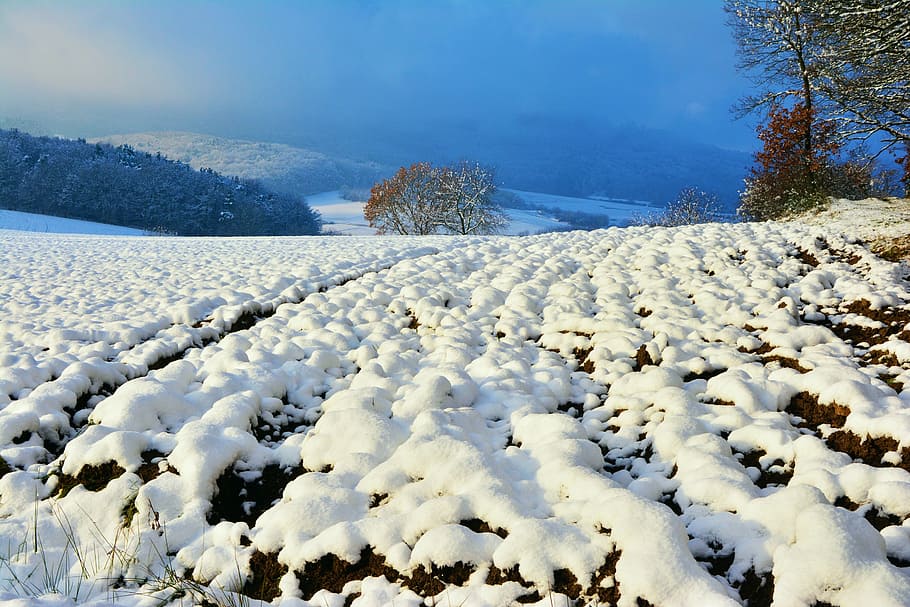 wintry, snow, winter, ackerfurchen, snowy, forest, winter forest HD wallpaper