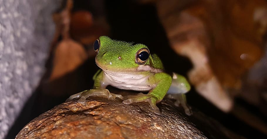 green and white frog on brown surface, tree frog, american green tree frog, HD wallpaper