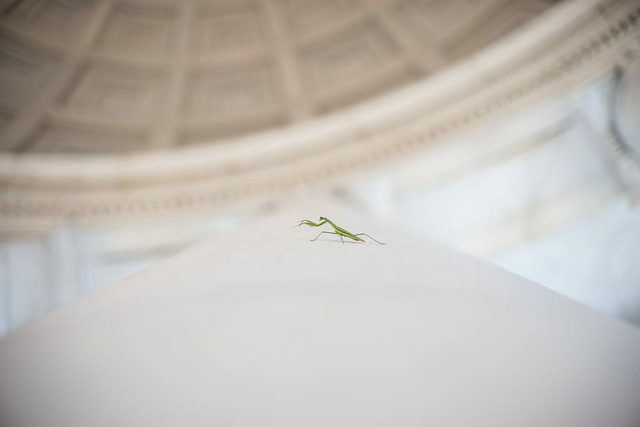 shallow focus photography of green mantis, grasshopper on gray textile HD wallpaper