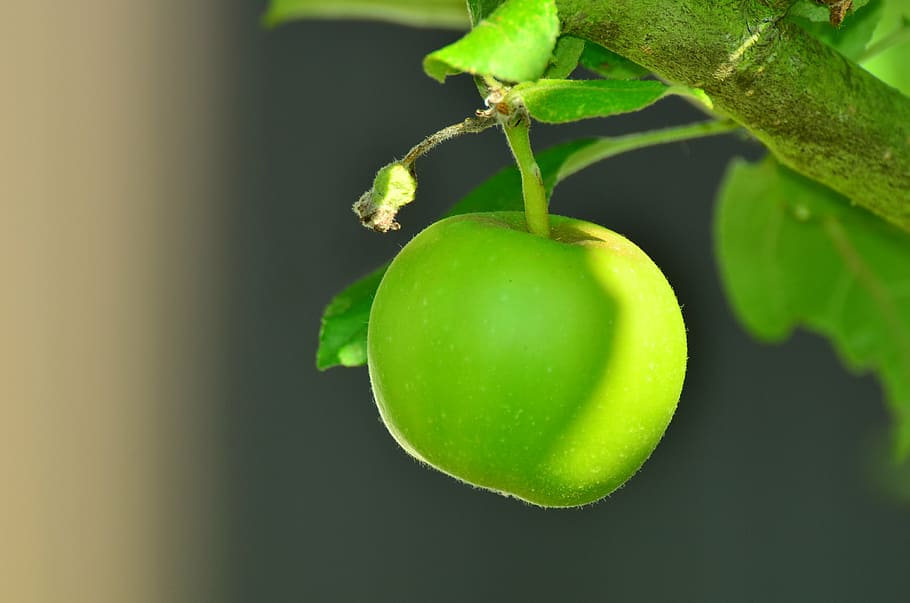 tilt shift focus photography of green apple, tree, apple tree HD wallpaper