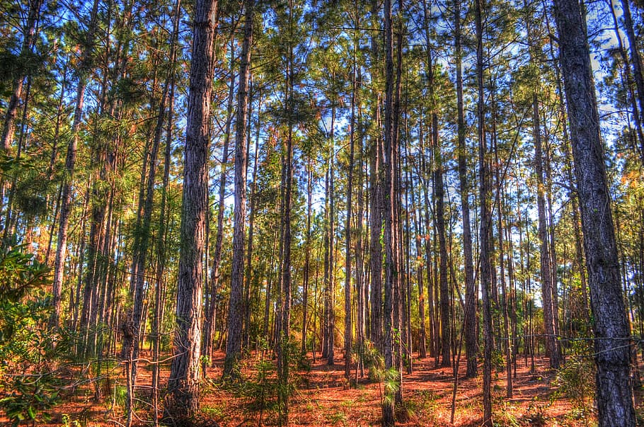 Pines, Pine Trees, Sun, pine needles, forest, nature, woodland HD wallpaper