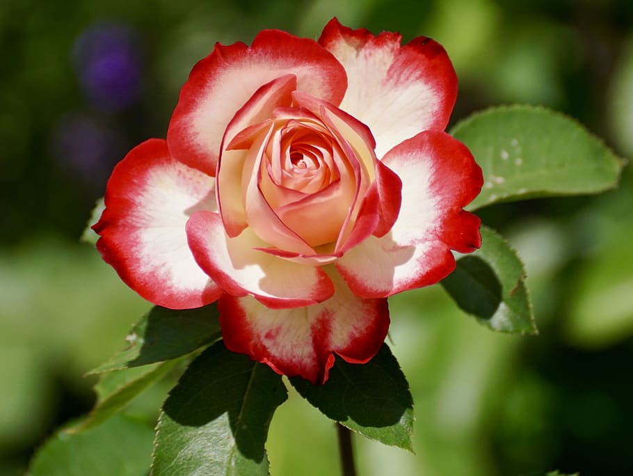 closeup photography of red and white rose, blossom, bloom, flower