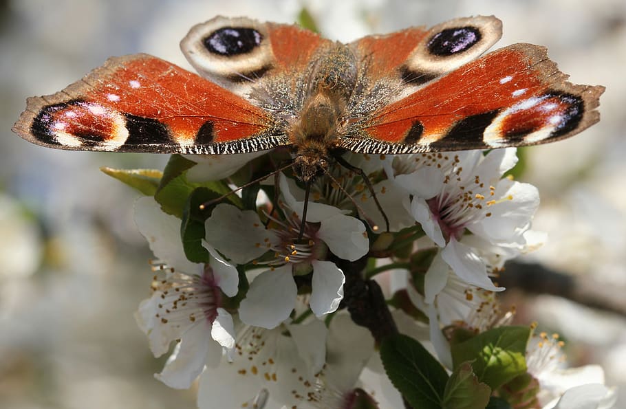 Butterfly, Peacock, Insect, Macro, Close, one animal, animal themes HD wallpaper