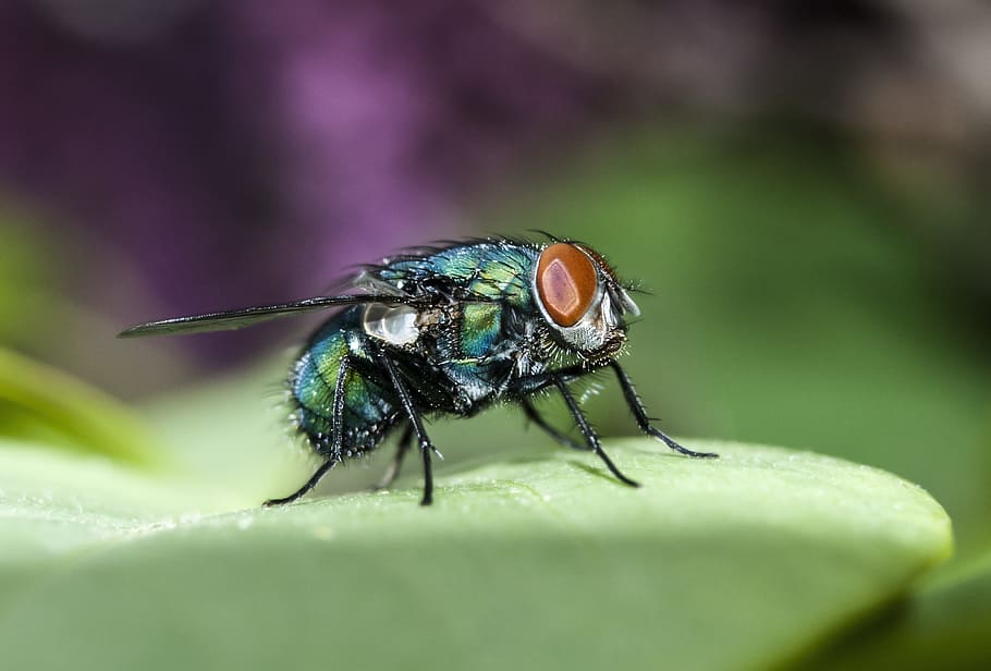 Mucha, Insect, Macro, Wings, one animal, animals in the wild HD wallpaper