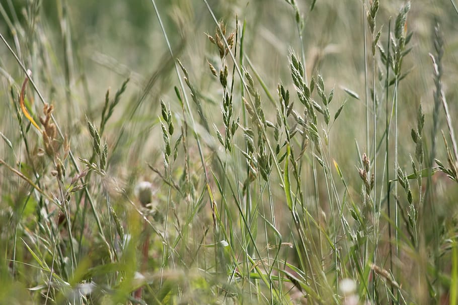 Nature, Landscape, Grass, agriculture, cereal plant, crop, field HD wallpaper