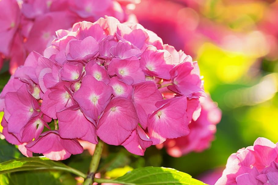 close-up photo of pink mophead hydrangea flower, back light HD wallpaper