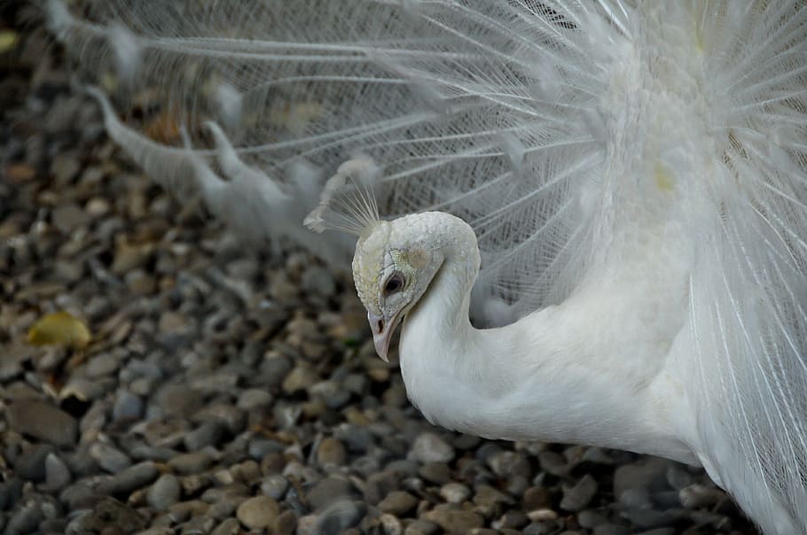 peacock, bird, elegant, white, bright, animal themes, vertebrate HD wallpaper
