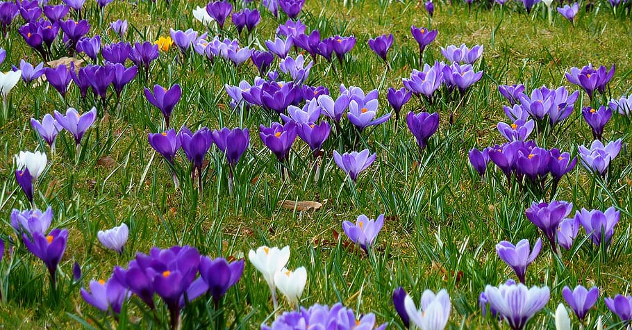 crocus, spring, nature, plant, flowers, meadow, bloom, spring meadow HD wallpaper