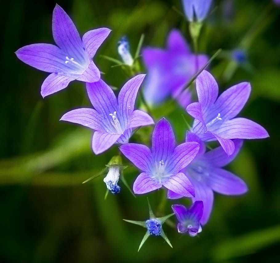 selective focus photography of purple petaled flowers in bloom HD wallpaper