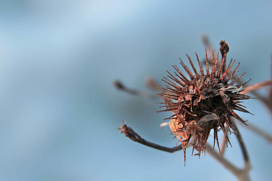 Dried, Plant, Himmel, Brown, dried plant, autumn, blue, plants HD wallpaper