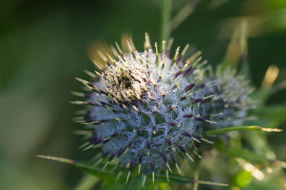 burdock, thistle, macro, botanical, head, flora, nature, wild HD wallpaper