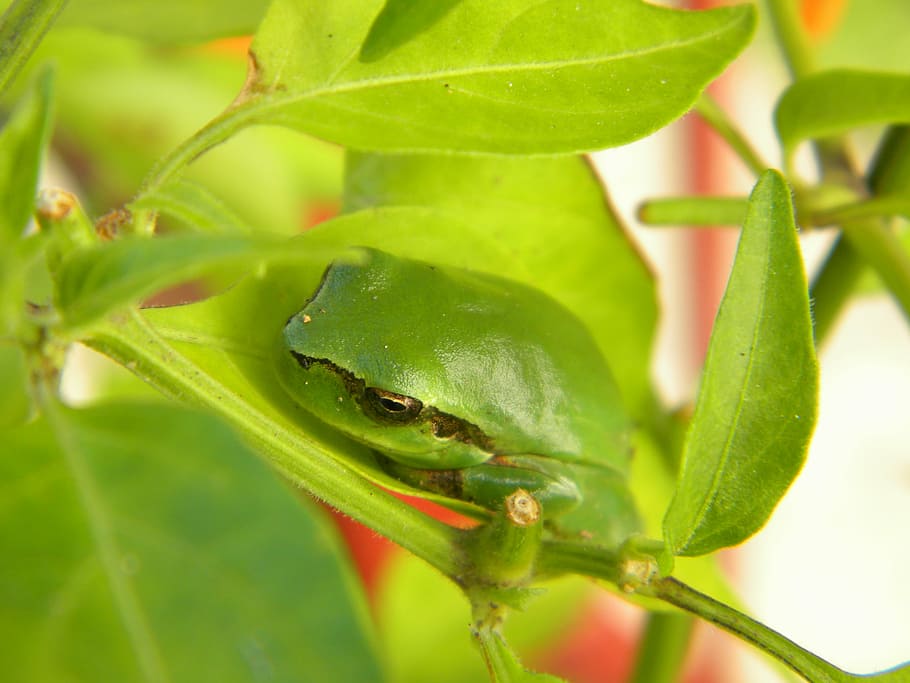 frog, green, amphibious, animals, camouflage, leaf, plant part HD wallpaper