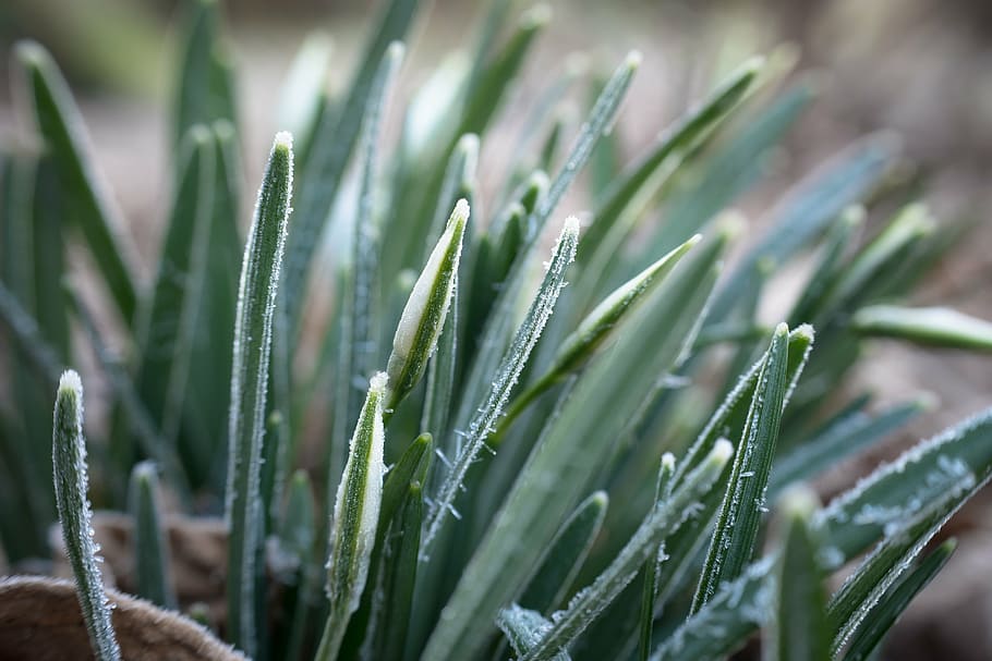 snowdrop, ice, winter, ripe, leaves, bud, flowers, cold, frozen HD wallpaper