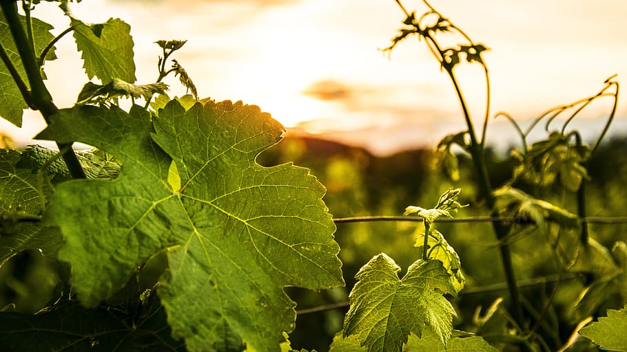wine, sunset, atmosphere, enjoy, romantic, sky, break, abendstimmung HD wallpaper
