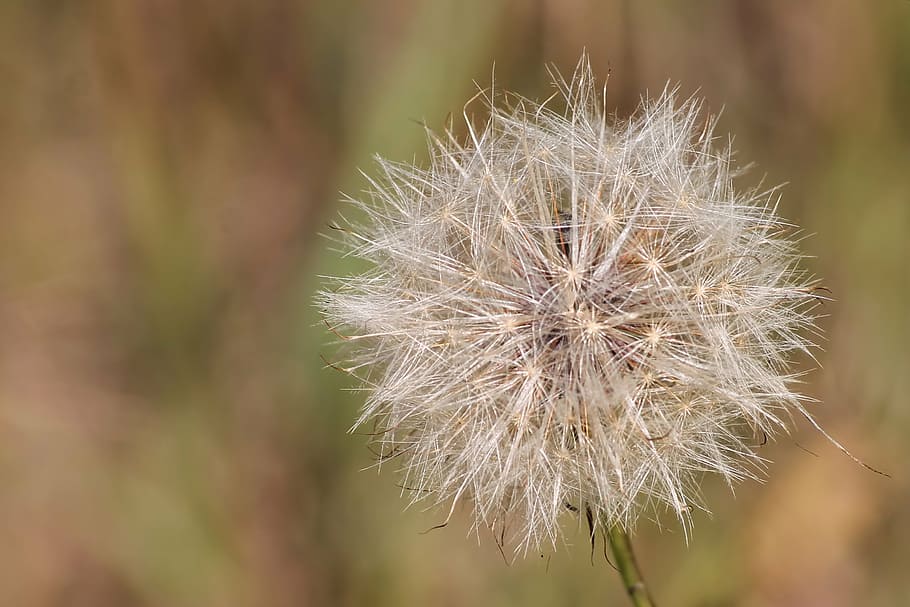 thistle, dandelion, seeds, roadside, flower, nature, fragility HD wallpaper