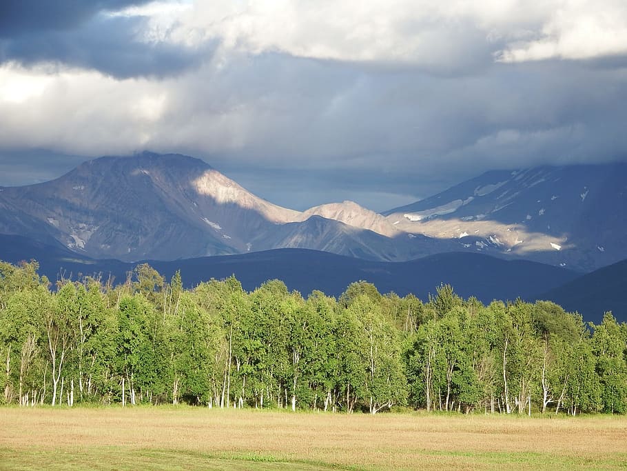 mountains, forest, field, nature, summer, landscape, beauty HD wallpaper