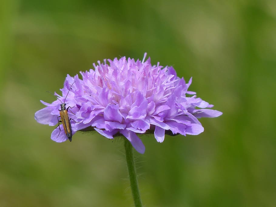 field scabious, blossom, bloom, pointed flower, purple, violet, HD wallpaper