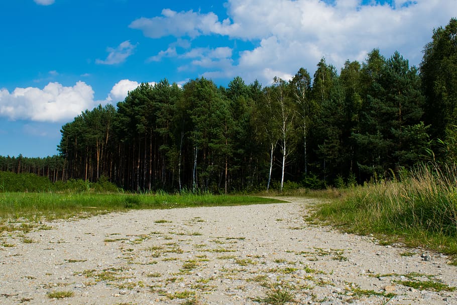 forest, the path, sky, way, tree, plant, cloud - sky, growth HD wallpaper