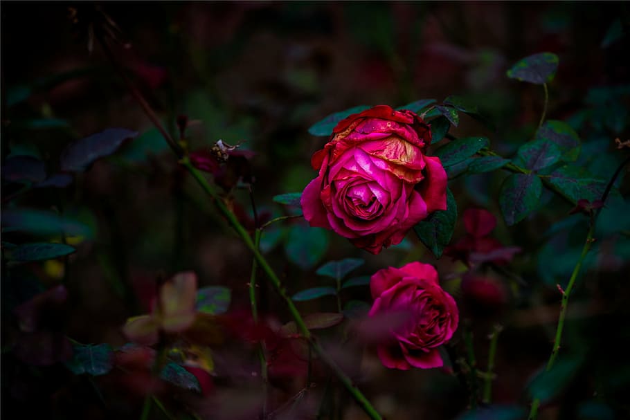 rose, red, dark, petal, garden, flower, flowering plant, beauty in nature HD wallpaper