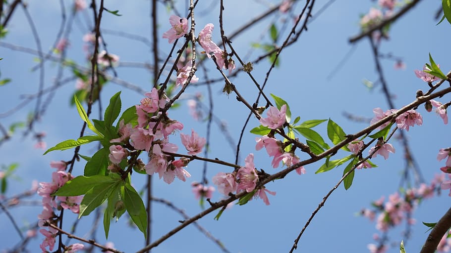 tree, branch, flower, nature, spring, plant, flowering plant HD wallpaper