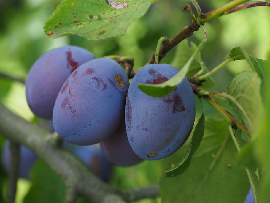 plums, plum tree, fruit, food, blue, healthy, violet, purple