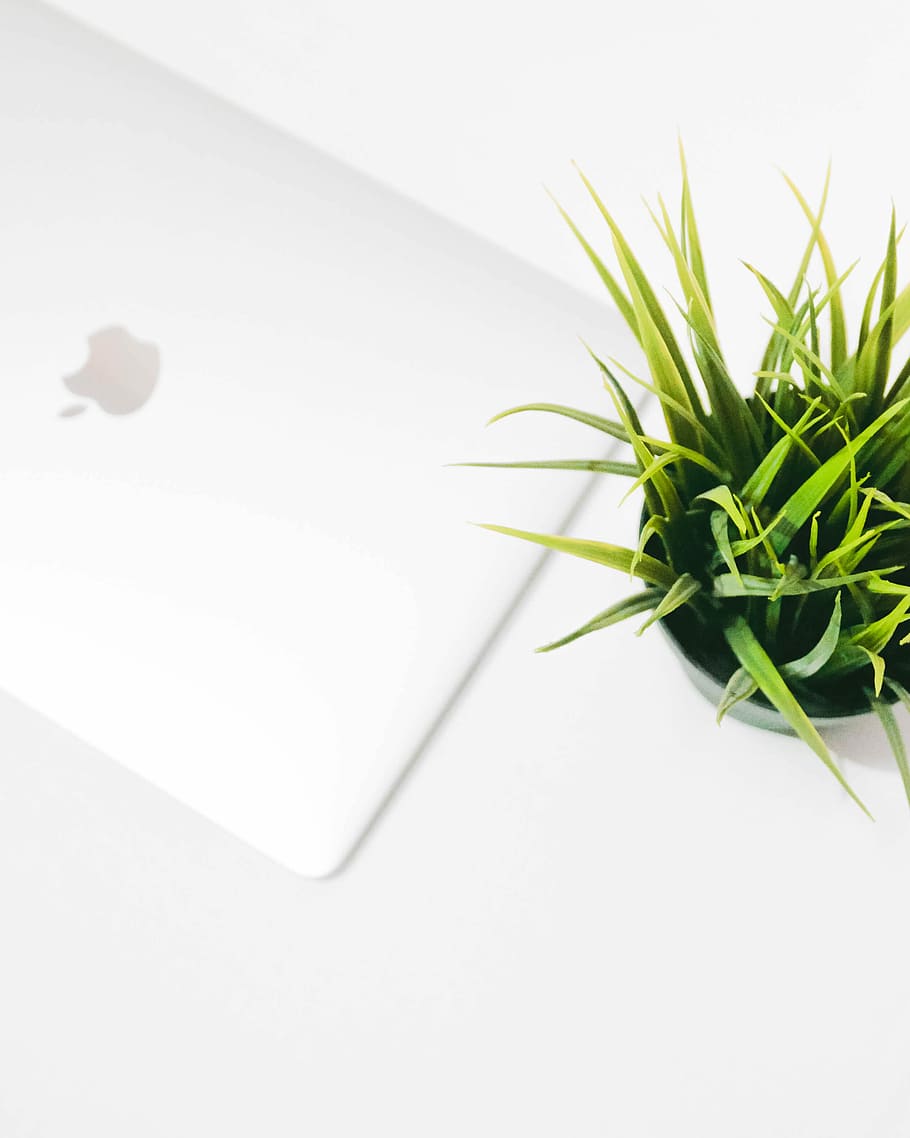white MacBook beside green leafed plant, green leaf plant beside MacBook on white surface HD wallpaper