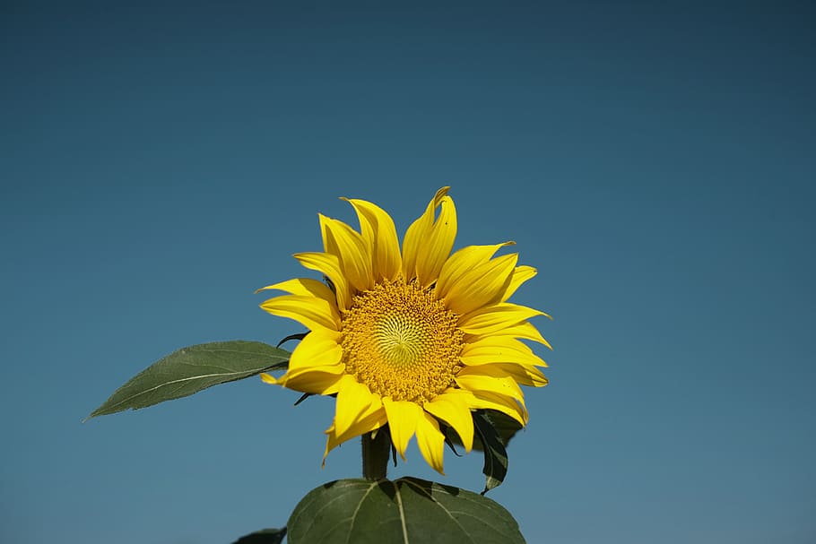 blue, sky, summer, yellow, petals, sunflower, nature, plant HD wallpaper