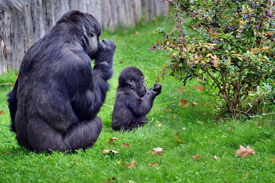 two monkeys, mother and baby, gorillas, sitting, wildlife, nature